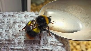 Bee First Aid  Feeding a Bee [upl. by Ocirederf]