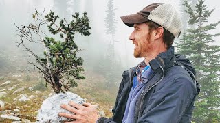 Yamadori Bonsai Collecting  SubAlpine Fir [upl. by Aiekram]