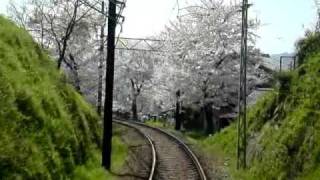 京都嵐電北野線桜のトンネル [upl. by Kalam]