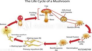 Basidiomycota club fungi [upl. by Sarkaria193]