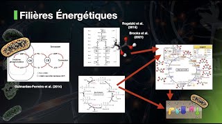 Les Filières Énergétiques en 75 Secondes TOUT EST CONNECTÉ [upl. by Oirottiv]