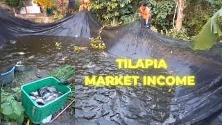 Income From Tilapia Farming In The Philippines [upl. by Eniger100]