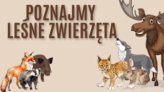 Leśne zwierzęta  bajka edukacyjna dla dzieci przebodźcowanych Bez muzyki i tła Prosta treść [upl. by Helaine]