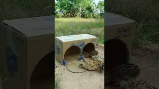 New Creative Unique DIY Quail Trap shorts  Make Traps [upl. by Ithnan]