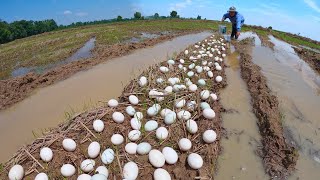 wow wow wow  pick a lot of duck eggs at field near the village by hand a female farmer [upl. by Arracot831]