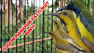 BURUNG SOGON  Pancingan ampuh bunyi [upl. by Hughie]