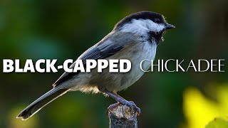 The Blackcapped Chickadee One of the Beloved Birds of North America [upl. by Hars]