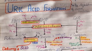 Uric Acid Synthesis Purines Metabolism [upl. by Brenner]