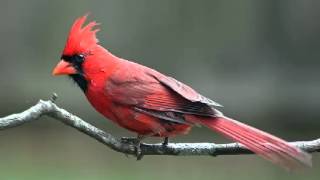 Cardenal Norteño o Cardenal Rojo Cantando Sonido para Llamar El Mejor [upl. by Nomolas258]