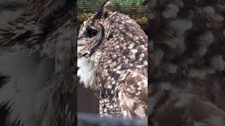 AFRICAN SPOTTED EAGLE OWL HOOT [upl. by Leiuqeze]