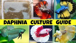 HOW TO CULTURE DAPHNIA WITHOUT STARTAR  DAPHNIA CULTUR  HOW TO CULTURE DAPHNIA  DAPHNIA FISH FOOD [upl. by Castor]