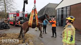 Paard zakt in put en komt vast te zitten Lange Broekweg Naaldwijk [upl. by Airdnua646]