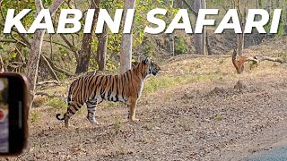 Kabini Forest Safari and Tiger Sighting  Nagarhole National Park Karnataka [upl. by Adnuhser]