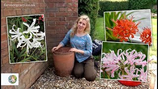 How to plant Nerines bulbs  FarmerGracycouk [upl. by Eittak451]