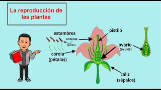 La reproducción de las plantas [upl. by Ytisahcal]