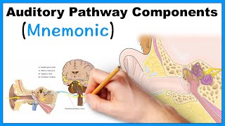 Auditory Pathway Components Mnemonic [upl. by Jueta]