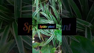 Spider plantindoorplants garden plantshorts plants [upl. by Gnaig]