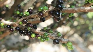 Jabuticaba 长在枝干上的嘉宝果，外形和葡萄一样1斤售价100元左右 [upl. by Arielle]