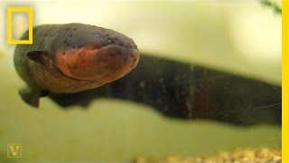 It’s True Electric Eels Can Leap From the Water to Attack  National Geographic [upl. by Eedyah675]