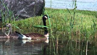 Canada goose  Outarde  Quebec [upl. by Leighton]