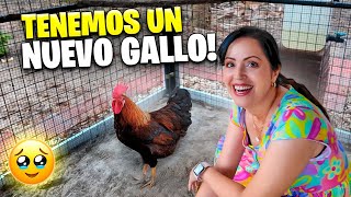 Ahora Son 3 Gallos en La Finquita Bonita 😱 Sandra Cires Vlog [upl. by Loretta236]