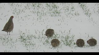 503 Koroptev polní Grey Partridge Perdix perdix Rebhuhn [upl. by Leahcimauhsoj]