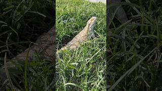 Smoochie the beardeddragon hangs outdoors lizardlover lizard reptile [upl. by Fredra65]