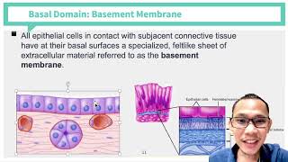 Histology Epithelium and Adipose Tissue [upl. by Wilmar]