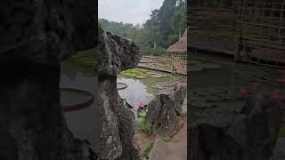 Water lily pond in Xishuangbanna Botanical Garden in China [upl. by Irep731]