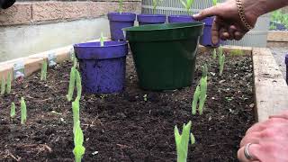 Planting your new Cypripedium Reginae [upl. by Ocnarfnaig]