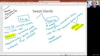 Biology 2010 Chapter 5 Integumentary System Sweat Glands Video 8 [upl. by Nilatak835]