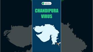 What is Chandipura Virus Heres everything you need to know about it indianews chandipuravirus [upl. by Ailaht698]