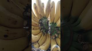 Lakatan banana lakatan banana fruit satisfying shorts highlights shortvideo [upl. by Ardnatal]