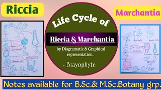 Life Cycle of Riccia and Marchantia  Brayophytes life cycle by diagram and graph Akanksha [upl. by Cheney]