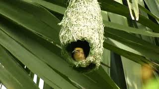 Baya Weaver Male Weaves a Nest In Cambodia [upl. by Boeschen]