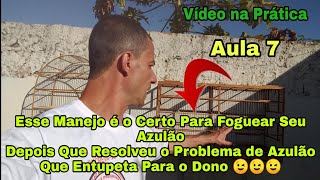 Como Resolver o Problema Com Azulão Que Entupeta Para Mim Vídeo 7°Manejo Para Foguear seu Azulão [upl. by Limbert]