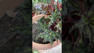 Stunning begonia heracleifolia shorts plants gardening flowers hobby share [upl. by Sergeant]