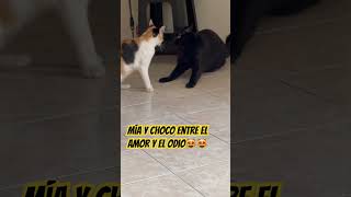 michipareja ideal de amores y desamores😻 backstreetboys gatos humor catlover gatosgrasiosos [upl. by Iral]