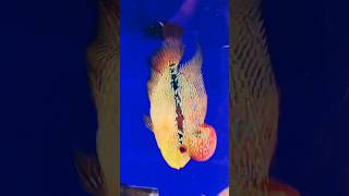 Machli 🐠 Jal ki Rani hai fish aquarium waterlife viralshorts trendingshorts [upl. by Nigel]