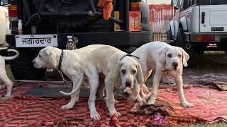 Pakistani Bully Lovers With Their Dogs At Nawanshahr Dog Show Punjab 20 February 2021 [upl. by Nivad]