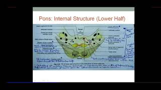 Brainstem  PONS  Internal Structure  Dr SAM [upl. by Brosine303]