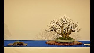 XIX Noelanders Bonsai Trophy 2018 [upl. by Amsirp]