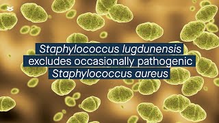 Staphylococcus lugdunensis competitively excludes occasionally pathogenic S aureus [upl. by Maighdlin32]