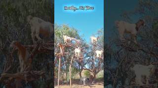 The Goats in Morocco Climb Trees goats morocco funfact [upl. by Hnoj891]