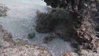 Stonefish at Isleta Marina Fajardo Puerto Rico [upl. by Ynnol754]