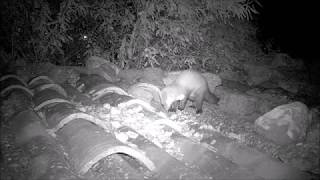 gato ataca a la garduña  Felis silvestris catus ataca a la Martes foina [upl. by Kynan]