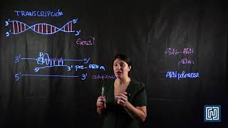 Transcripción en células eucariotas [upl. by Dlorrej]
