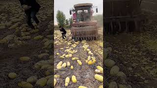 Process of crushing cantaloupe into feed Good tools and machinery can increase work efficiency [upl. by Kcirevam68]