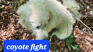 Great Pyrenees vs coyotes Dozer is ok [upl. by Dorrie]