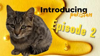 Pakistan kitten  Pet House  Animal Rescue Center  Cat Stories Episode 2 [upl. by Sivek]